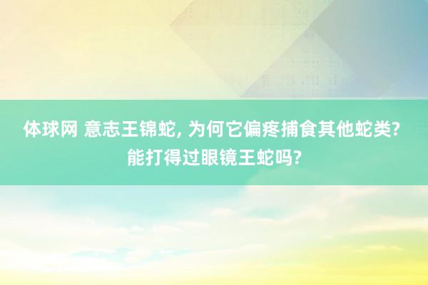 体球网 意志王锦蛇, 为何它偏疼捕食其他蛇类? 能打得过眼镜王蛇吗?